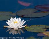 Water Lily